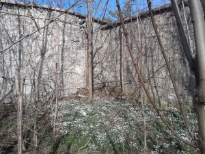 Spring Flowers Stonewall Dovecote - Mar 2016    